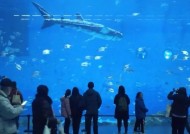 水族馆被抨击为明星“鲸鲨”并不是它看起来的那样